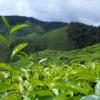 La qualité du thé dépend en grande partie de la cueillette mais aussi surtout du nombre de feuilles prélevées : le thé impérial ne contient que le bourgeon et la feuille qui suit, la « fine » le bourgeon et les deux feuilles suivantes, la moyenne, quan...