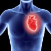 La cohérence cardiaque - Le cœur représente bien plus qu'un simple muscle ou organe, même s'il est décrit comme essentiel : les liens qui l' unissent a notre cerveau ont été largement démontres de nos jours.